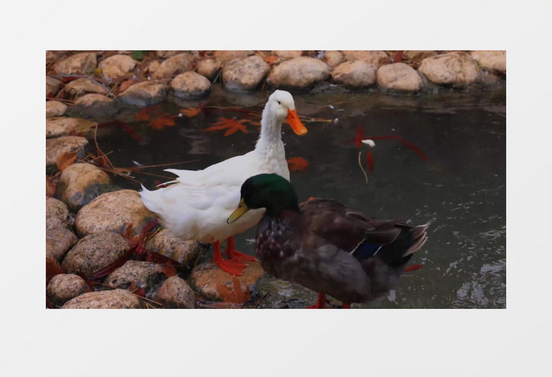 两只鸭子在湖边喝水实拍视频素材