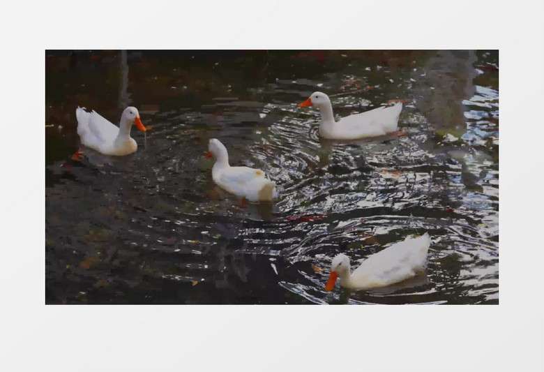 一群鸭子在水面上嬉戏觅食实拍视频素材