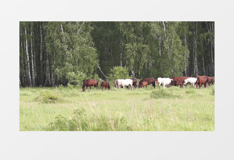 一群马儿在草地上吃草实拍视频素材