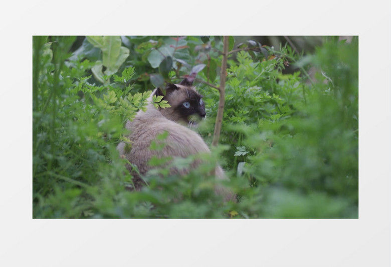 一只灰猫在草丛中回头观望实拍视频素材