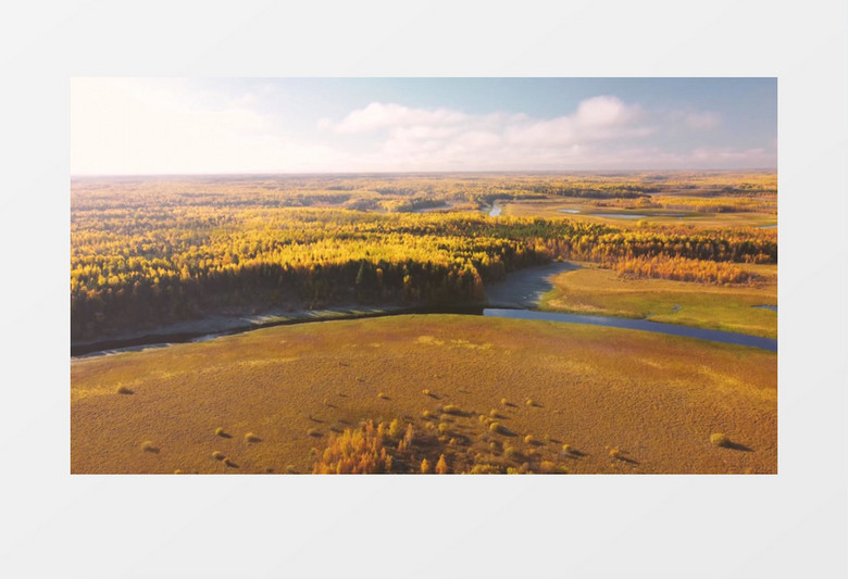 秋季大地变黄的植被景象实拍视频素材