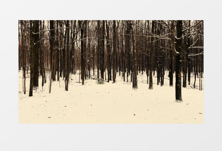 森林的草地被大雪覆盖实拍视频素材