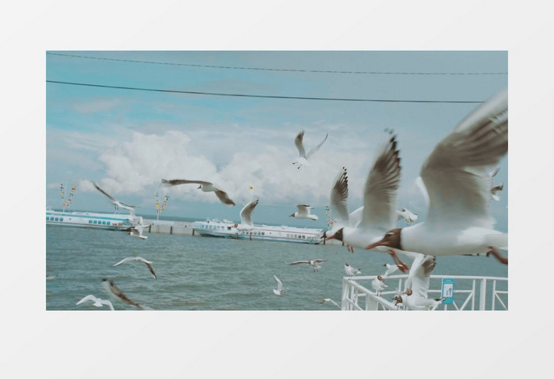海边港口一群海鸥在飞翔实拍视频素材