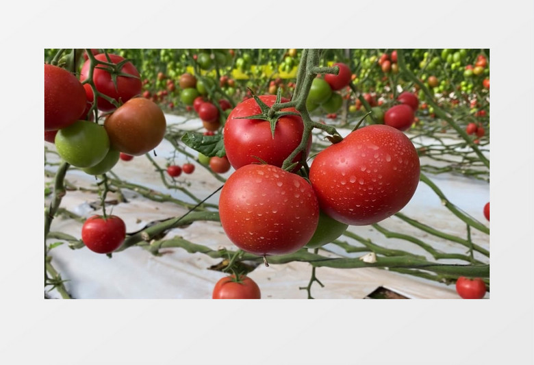 大棚中的西红柿结出红色的果实实拍视频素材