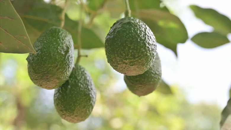 牛油果挂在树枝上实拍视频素材