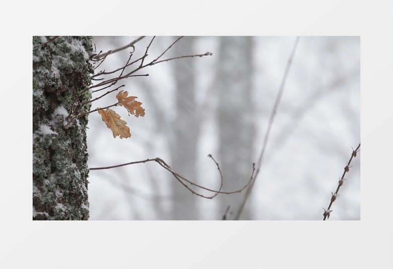 在风雪中摇曳的两片枯黄的树叶实拍视频素材