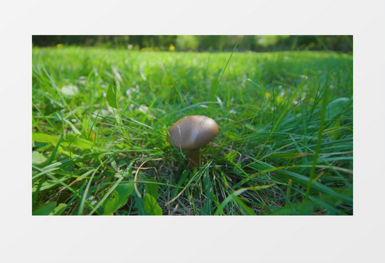 在草丛中长出的一颗蘑菇实拍视频素材