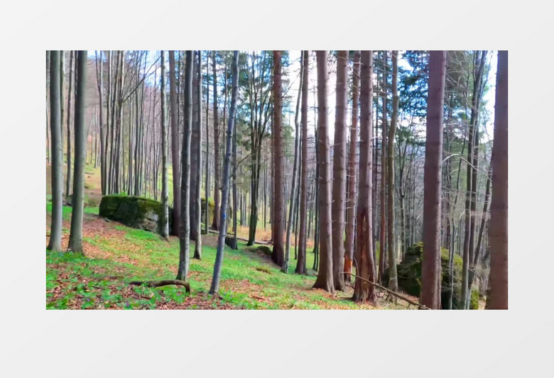 山坡上的森林和地面的植被景象实拍视频素材