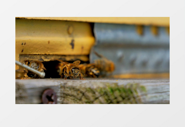 蜜蜂争相去蜂巢中酿蜜实拍视频素材