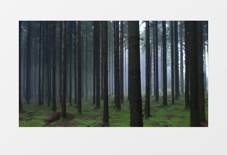 航拍森林里高耸的树干实拍视频素材