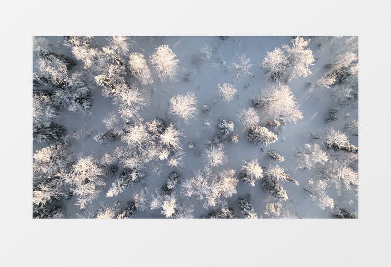 航拍被冰雪覆盖的森林景象实拍视频素材