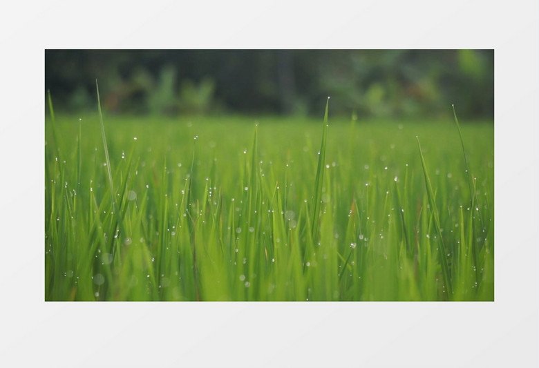 雨后嫩绿的麦苗上沾染着雨滴实拍视频素材
