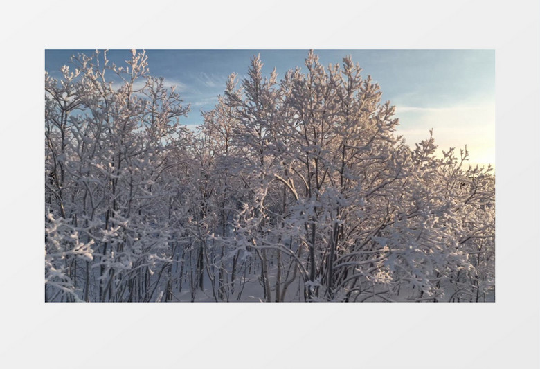冰雪覆盖的树木景色实拍视频素材
