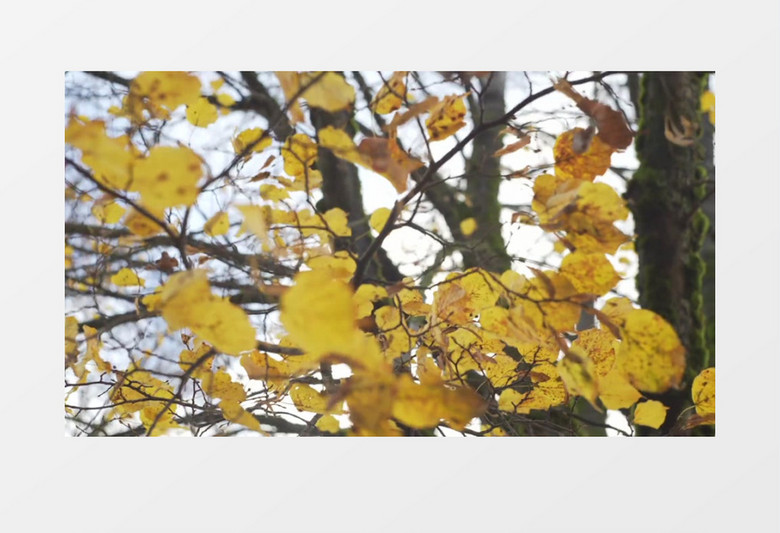 枯黄的树叶在风中摇曳实拍视频素材