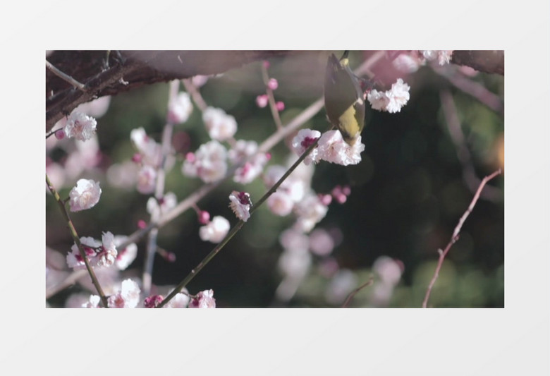 小鸟在粉色的花蕊中觅食实拍视频素材