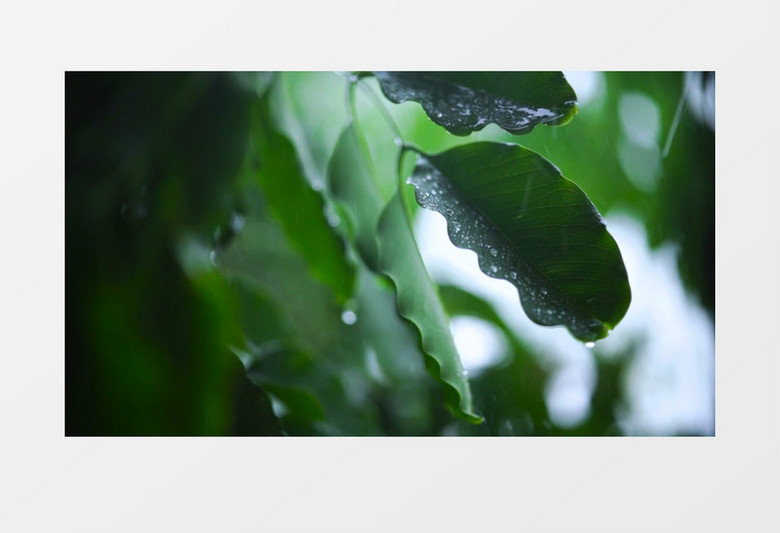 密集的雨滴打在绿叶上实拍视频素材
