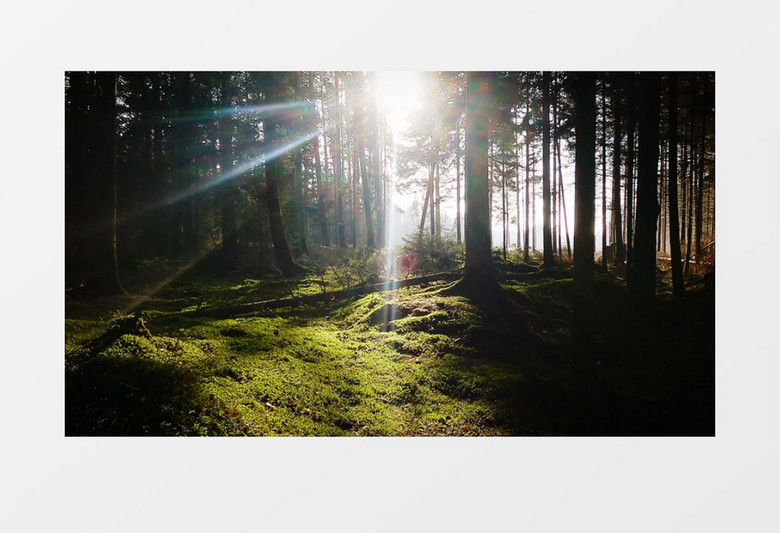 实拍太阳透过树丛照射的景象实拍视频素材