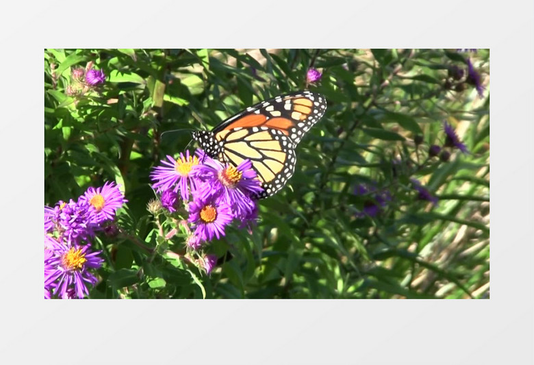 蝴蝶在紫色的花朵上觅食实拍视频素材
