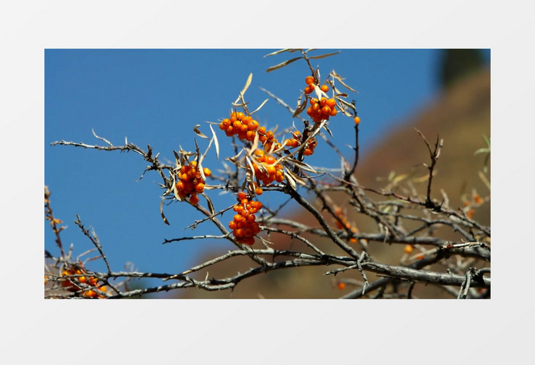 成熟的沙棘果在风中晃动实拍视频素材