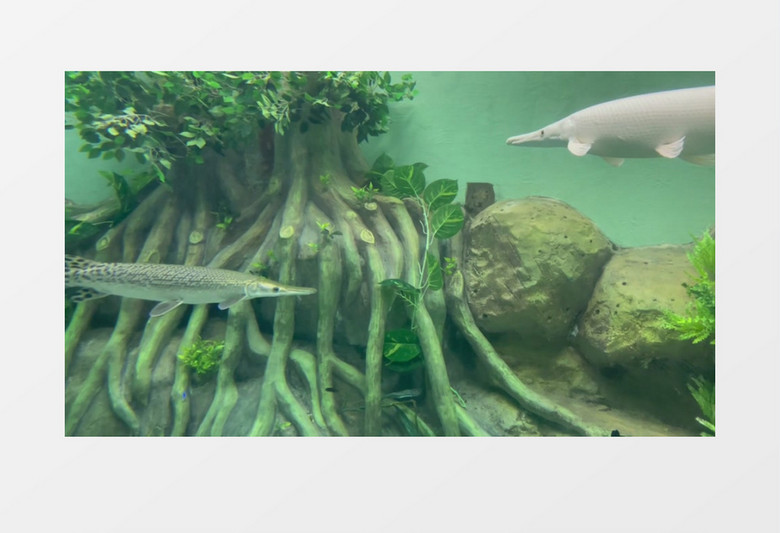 雀鳝鱼在水中缓缓的游动实拍视频素材