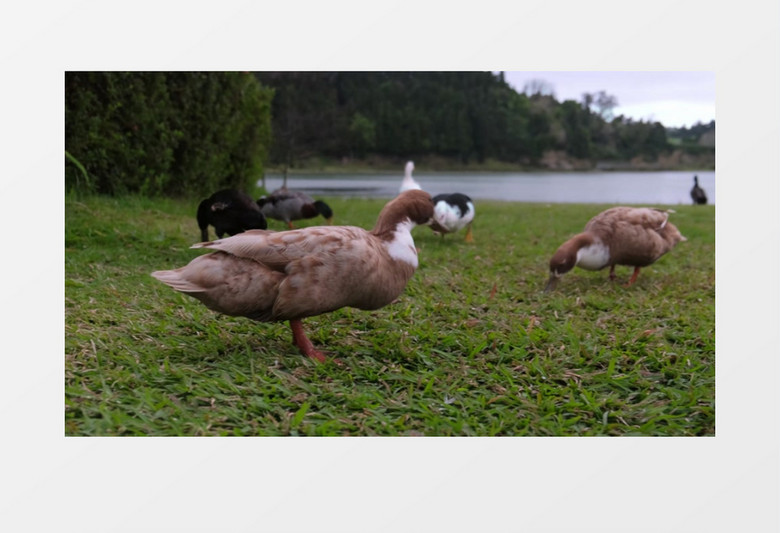 一群鸭子在草地上寻觅食物实拍视频素材