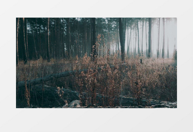 清晨氤氲着雾气的森林实拍视频素材