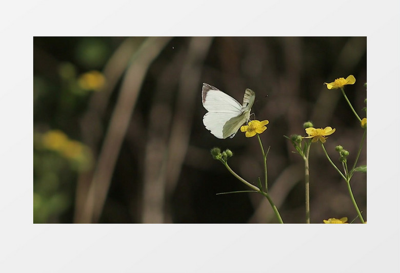 白色小蝴蝶在花朵上觅食实拍视频素材