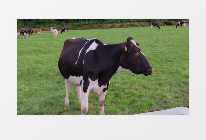 一群奶牛在草地上觅食实拍视频素材