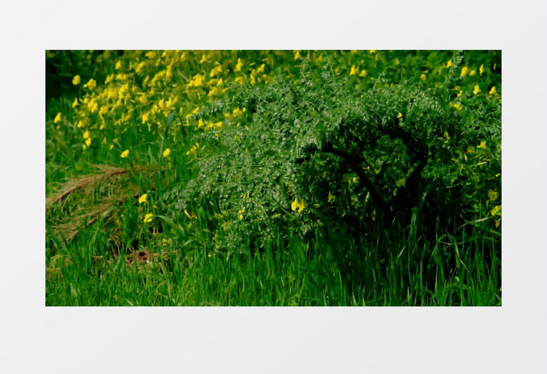 一片树叶沐浴在阳光下随风飘动实拍视频素材