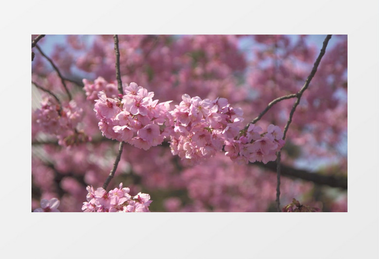 盛开的粉色桃花花簇实拍视频素材