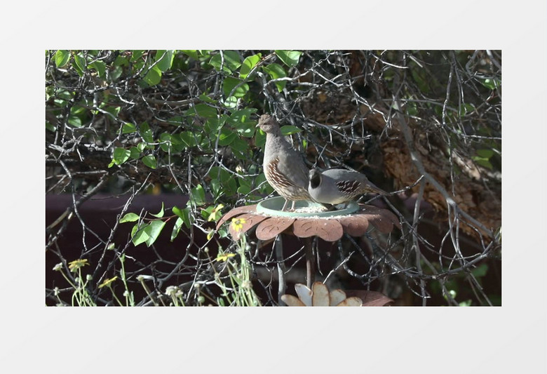两只鸟在树枝上的盘中觅食实拍视频素材
