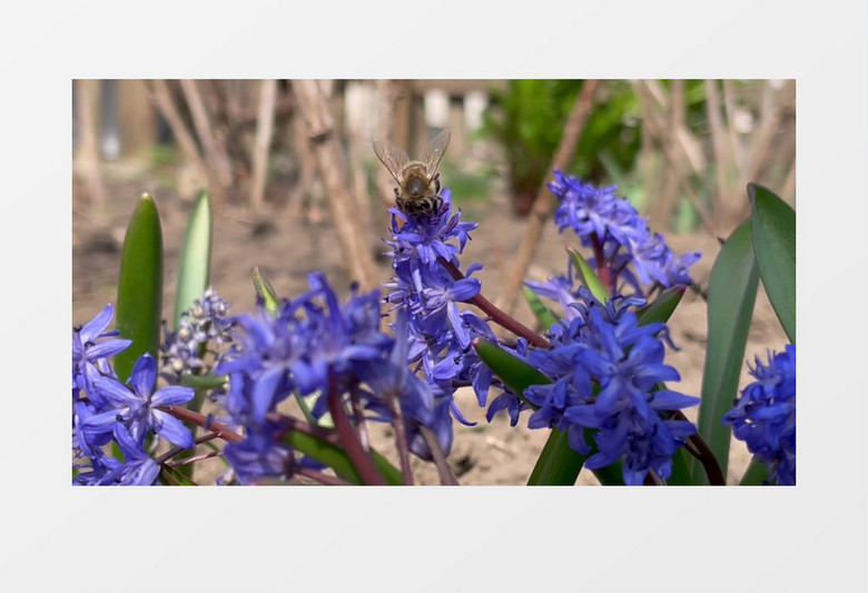 小蜜蜂在紫色花朵上采蜜实拍视频素材