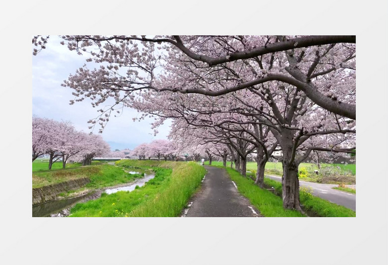 沿河绽放的樱花树美轮美奂实拍视频素材