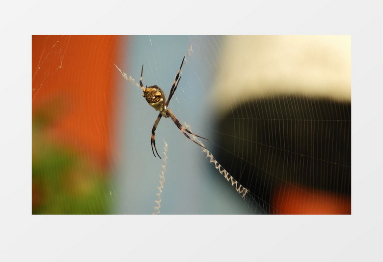 被蜘蛛网困住的昆虫实拍视频素材