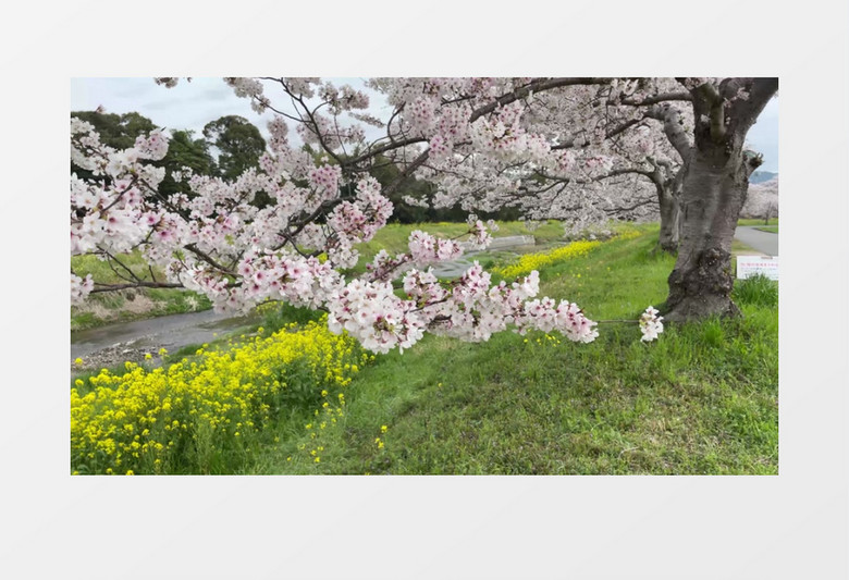 开满枝头的樱花树实拍视频素材