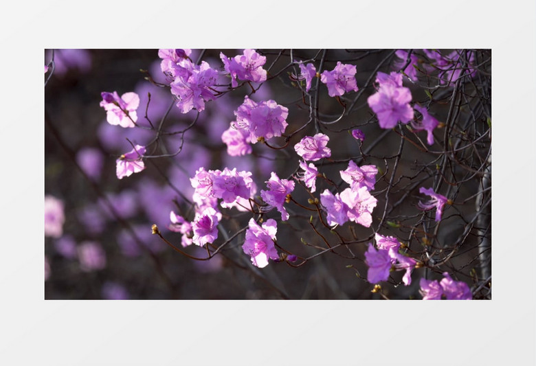 紫色的迎红杜鹃在随风晃动实拍视频素材