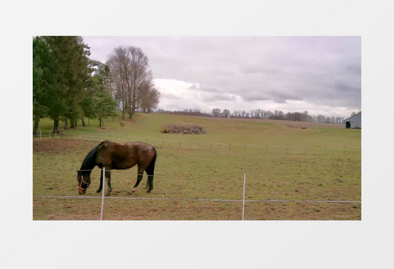 一匹马悠闲的在草地上吃草实拍视频素材