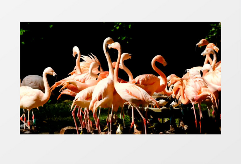 一群火烈鸟在吃食物实拍视频素材