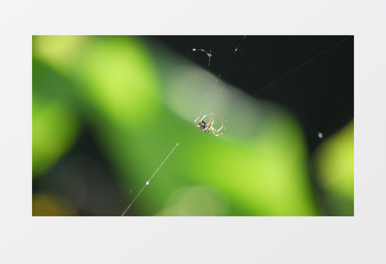 一只蜘蛛在吐丝张网实拍视频素材