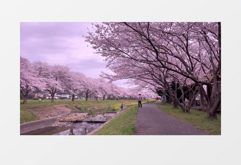 小河两侧盛开的樱花树美奂绝伦实拍视频素材