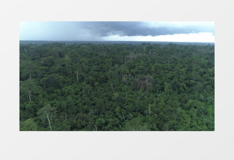 航拍茂密的森林景象实拍视频素材