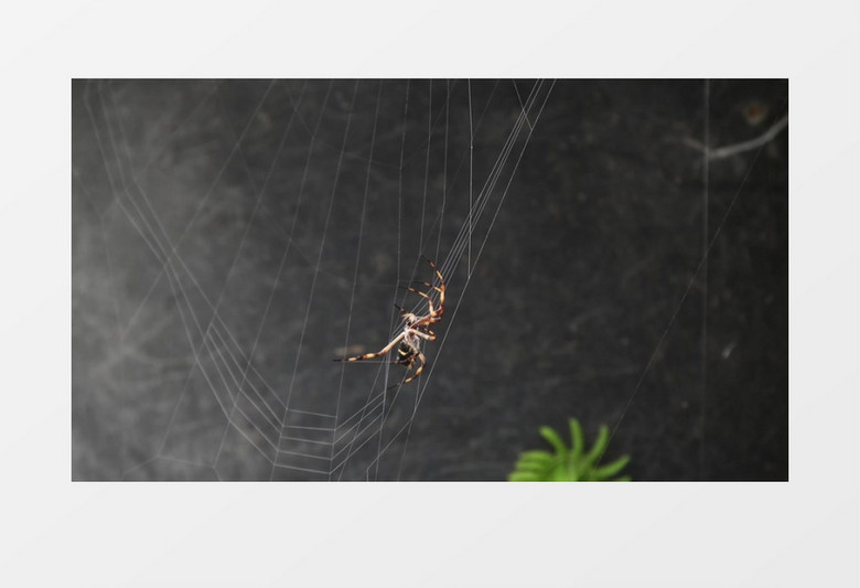 一只蜘蛛在张结蜘蛛网实拍视频素材