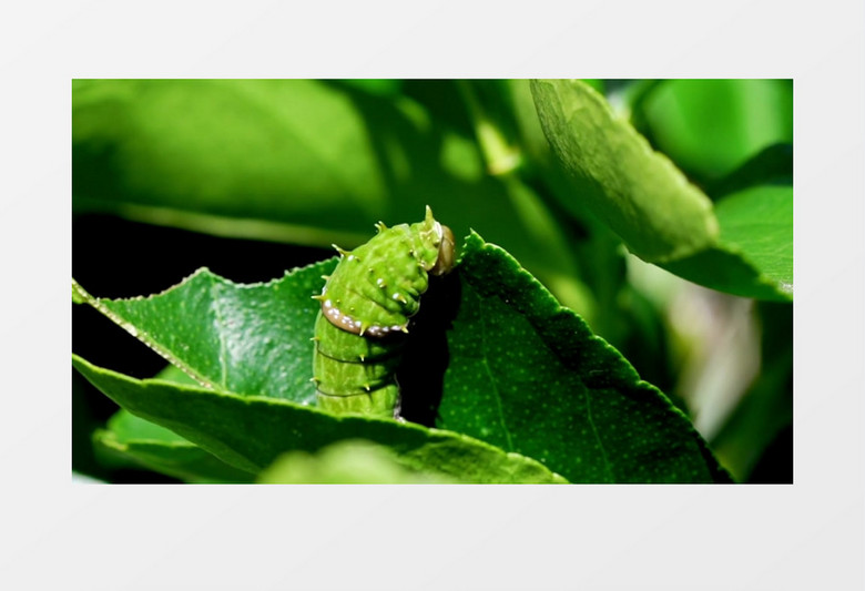 一只绿色的虫子在吃树叶实拍视频素材