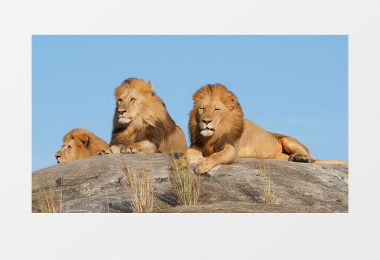 三头狮子趴在石头上张望实拍视频素材