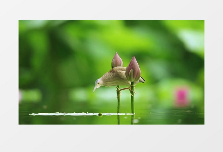 一只黄苇鳽站在荷花上在水中觅食实拍视频素材