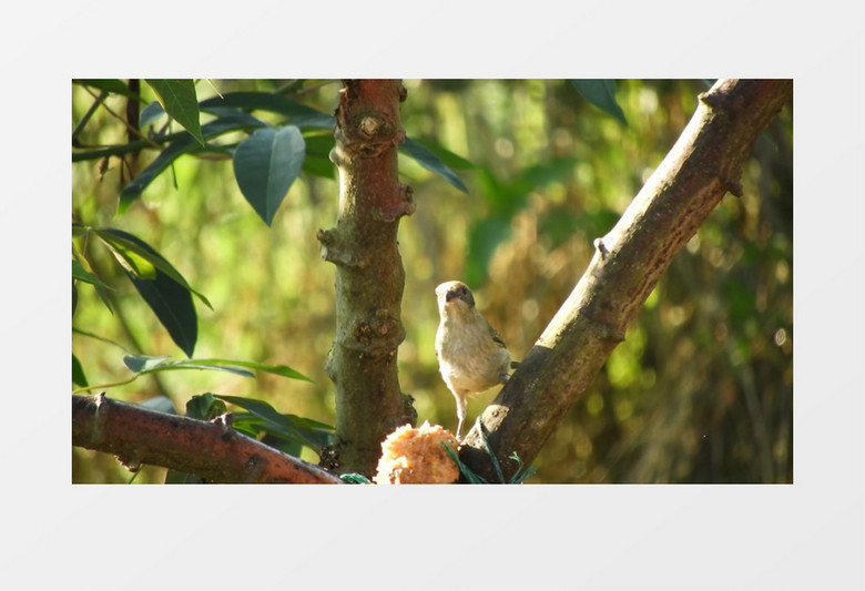 一只小鸟在树杈上觅食实拍视频素材
