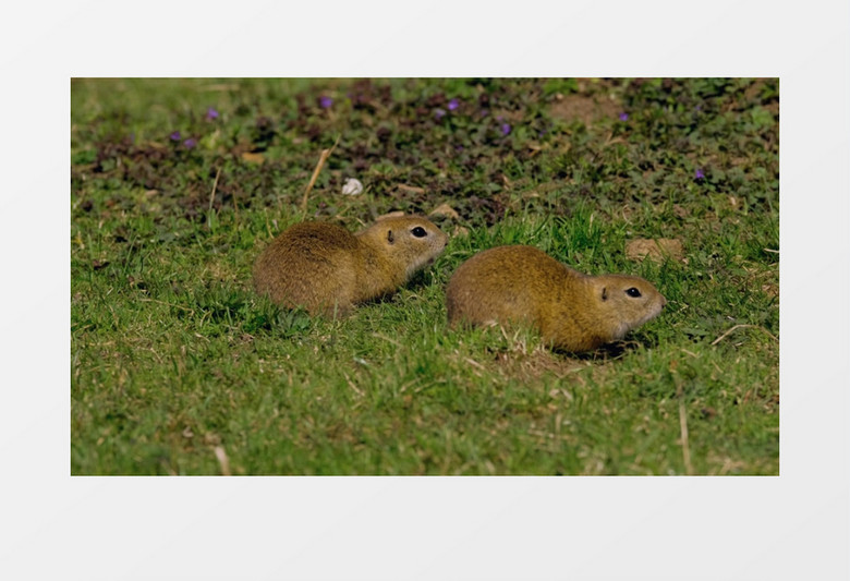 两只松鼠在草地上觅食实拍视频素材
