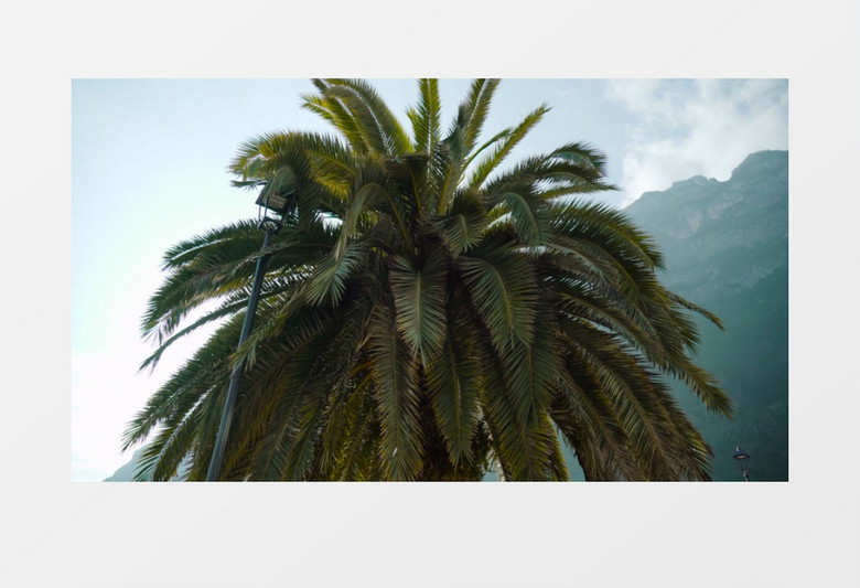 枝叶繁茂的椰子树实拍视频素材
