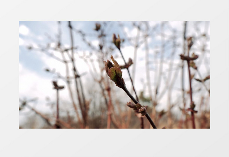 春天刚长出花苞的枝干实拍视频素材