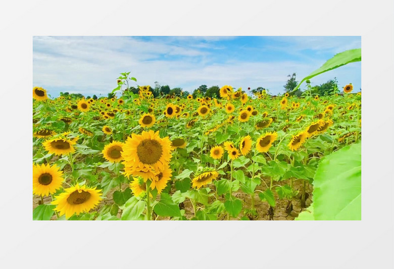 一片向日葵花圃在向阳而生实拍视频素材